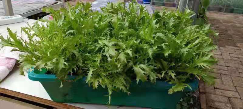 一米菜園